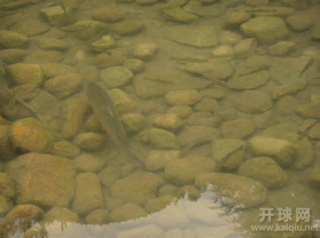 九寨沟的鱼