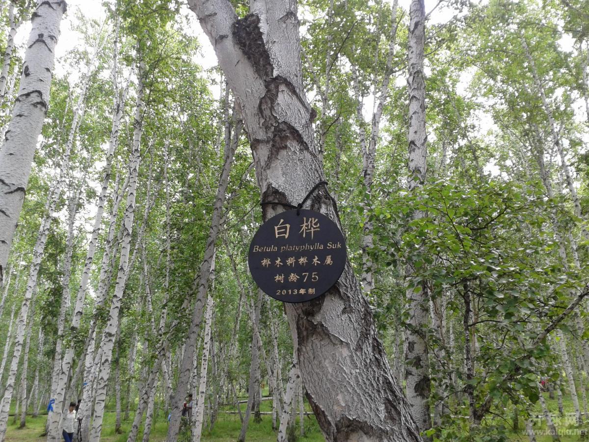 树龄与直径严重不成比例啊！