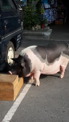 台湾碰到一个宠物猪