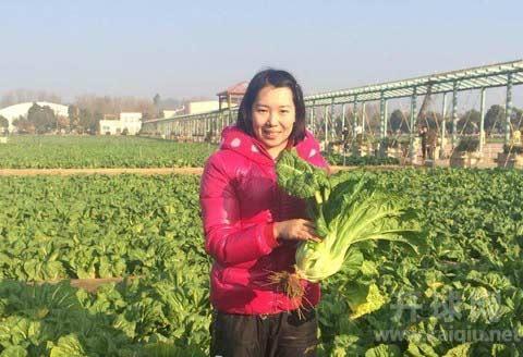 李晓霞怀抱白菜