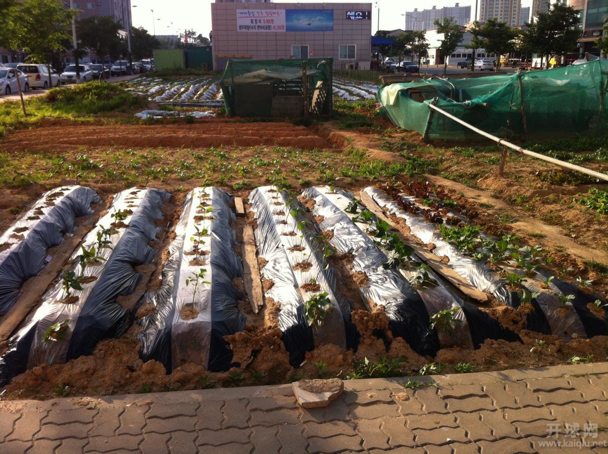 小洋楼前的自留地