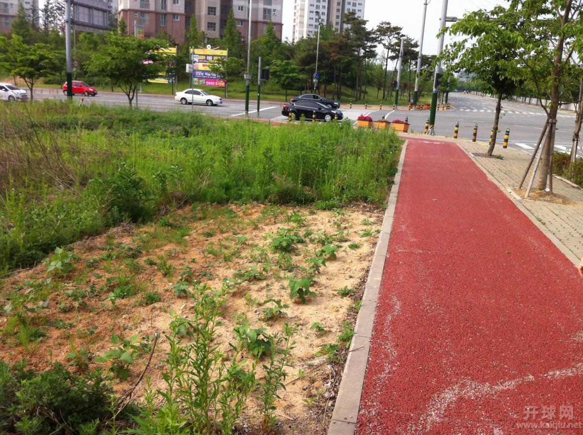 大路边也有人开荒种菜，多种点呗！