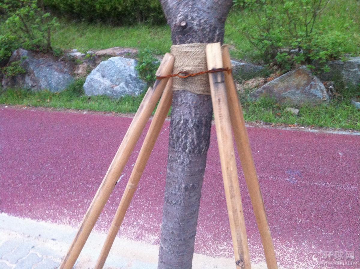 给树做支架也这么认真。