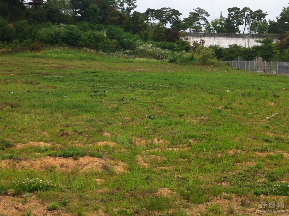 找得到草丛里的小鸽子吗？