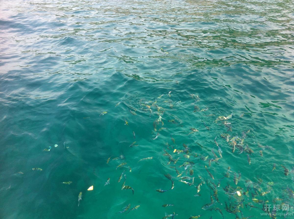 出海4